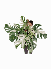 Monstera Variegata buschig